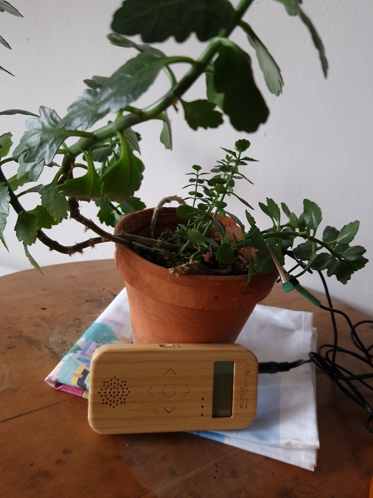 Le boitier bamboo pour écouter la musique des plantes